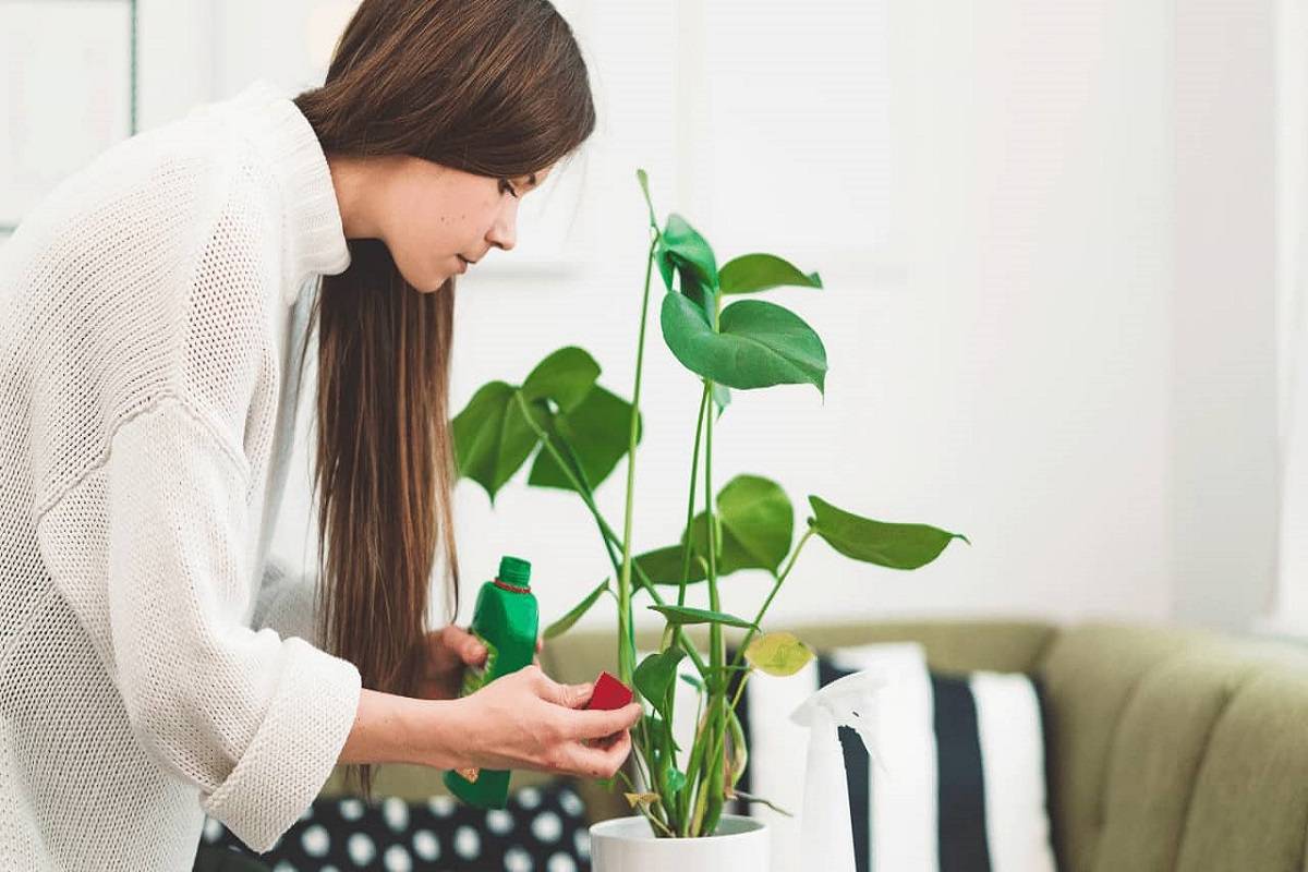Choosing the right houseplant fertilizer might be difficult.