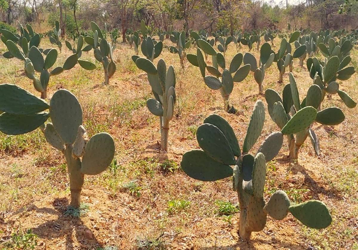 Government is committed to increasing farmer income, and cactus cultivation has the potential to significantly boost the rural economy in states