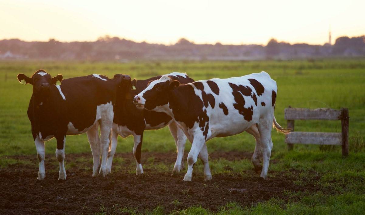 Rearing unsuitable breeds of cattle can be a costly mistake as they may not thrive in the local climate or environment