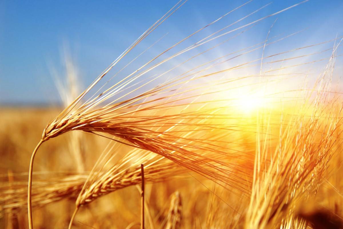Wheat area increased by 9.65 lakh hectares from 302.61 to 312.26 lakh hectares