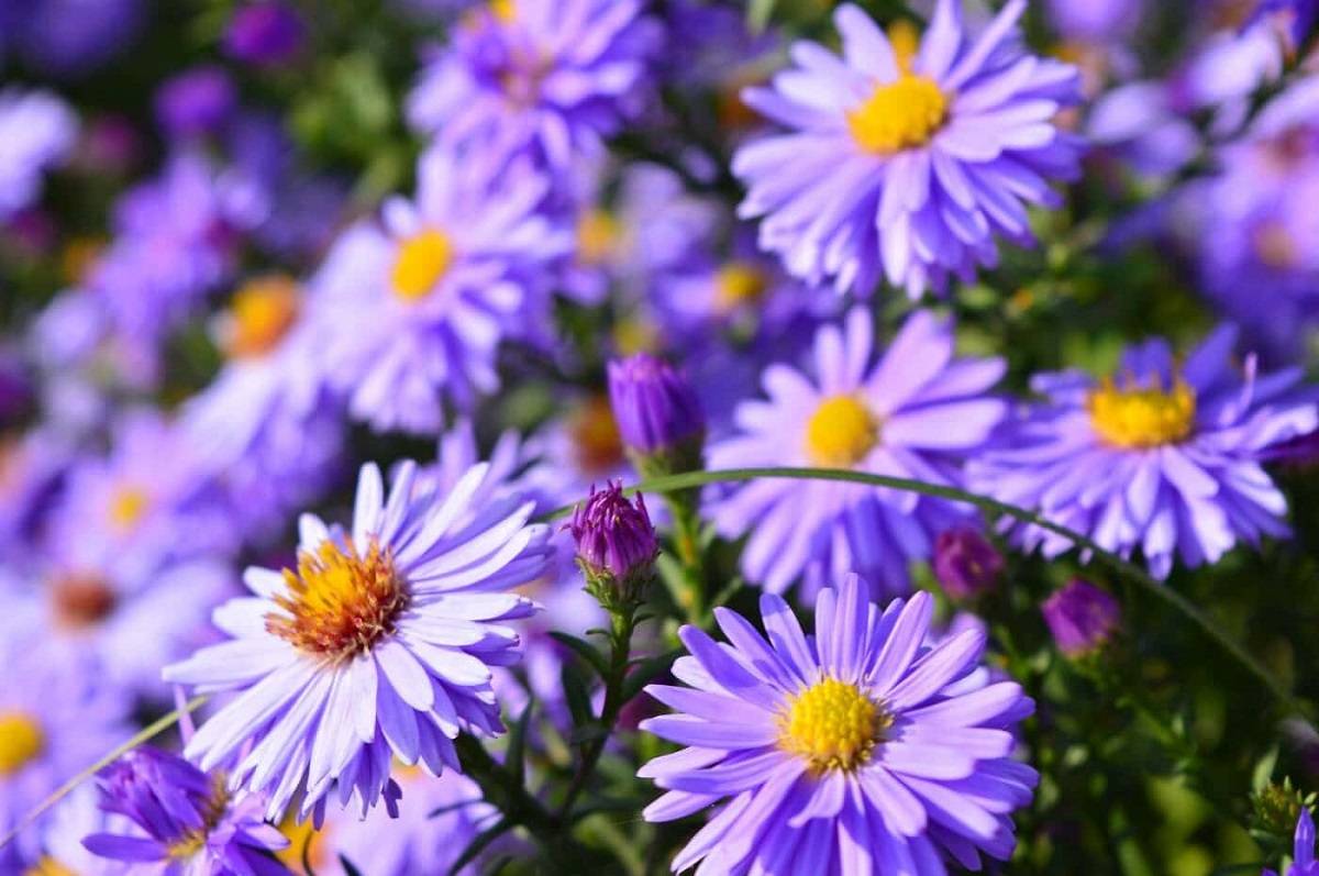 The aster is a blooming perennial with a strong stem and a profusion of tiny daisy-like flowers