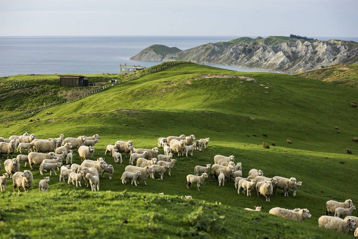 Sheep manure can help reduce the environmental impact of sheep farming, as well as reduce the demand for synthetic fertilizers.