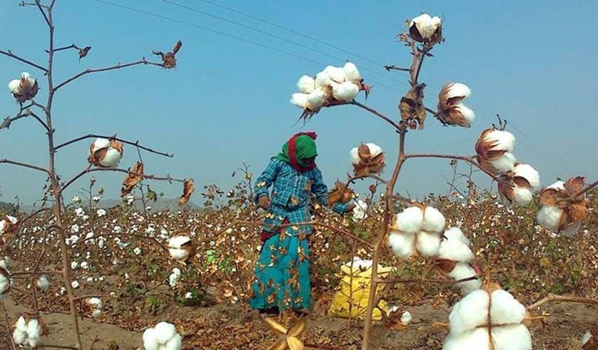 Farmers are stockpiling cotton because prices are relatively low this year