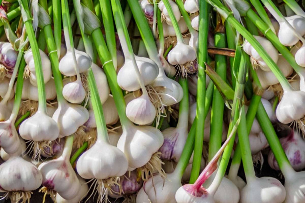 Garlic is a great addition to marinades for meat, poultry, and vegetables