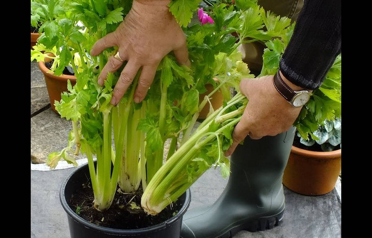 Celery is a one- to two-foot-tall plant with lovely foliage, including the leaves. It's a wonderful accent to gardening in front yards.