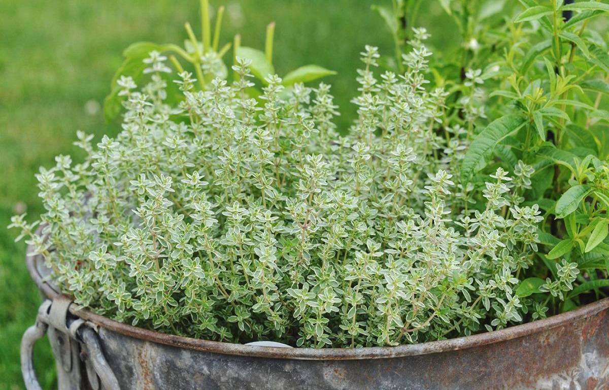 Thyme is an herb and a spice that is native to the Mediterranean herb. It is also widely cultivated in Asia, North Africa, Australia, Canada, and the USA.