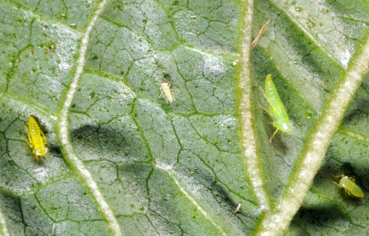 Potato Leafhoppers