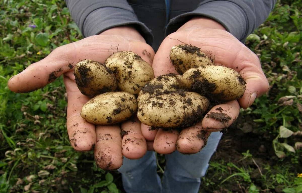 Many different pests and diseases can damage the potato (Solanum tuberosum). Infestation and the transmission of pests and diseases.