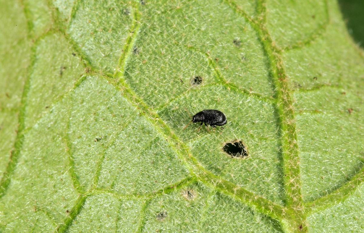 Potato Flea Beetles