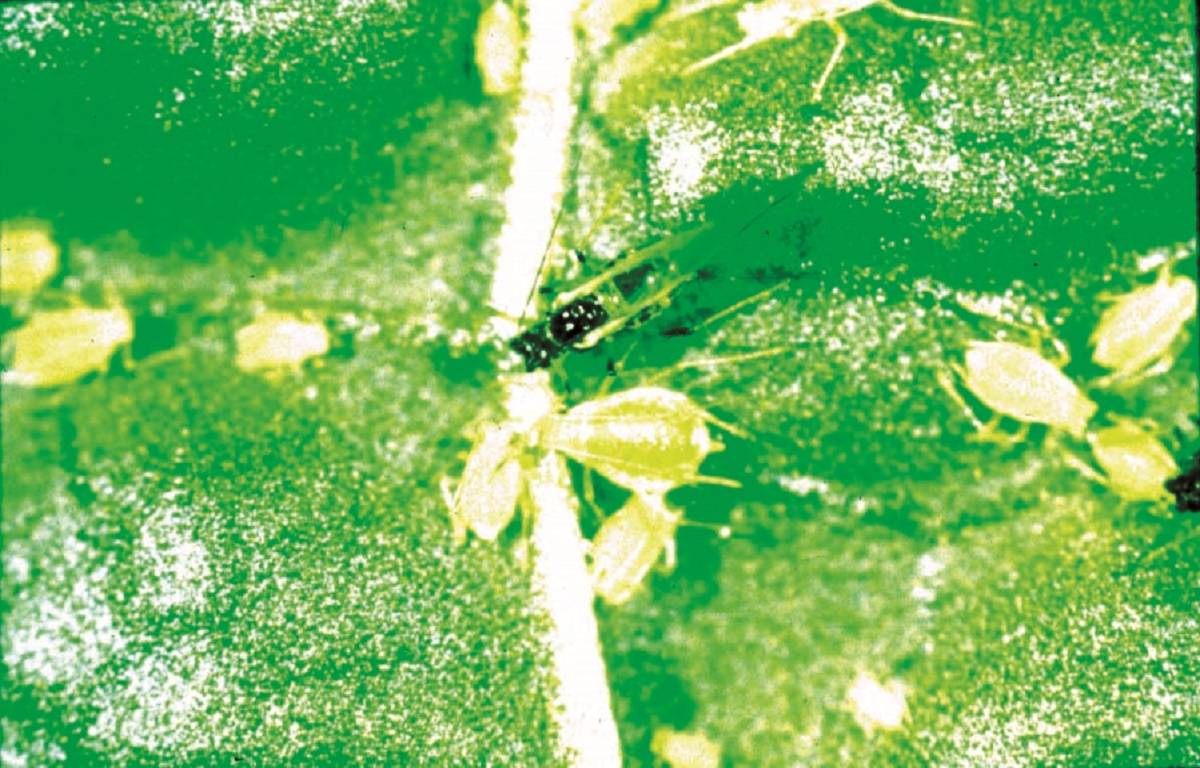 Potato Aphid