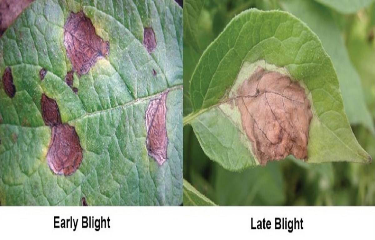 Early and Late Blight of Potato.