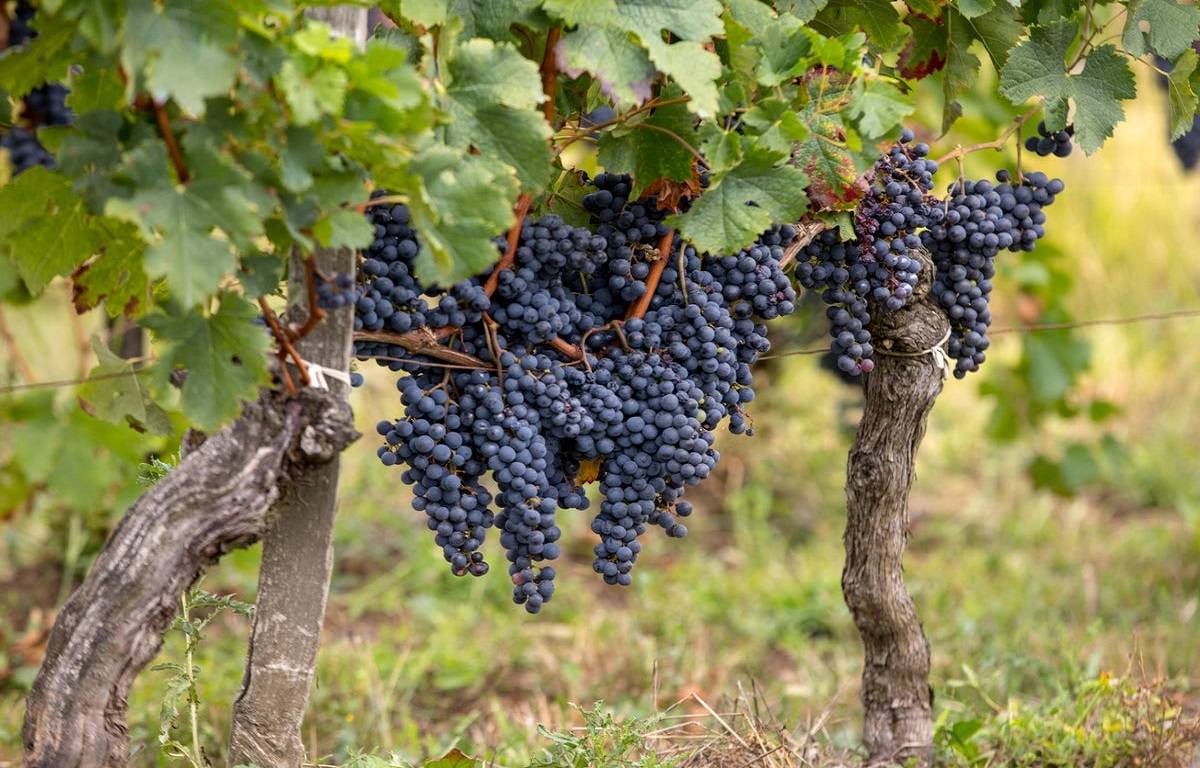 It's time to experiment with some of the unusual grape varieties that are gradually gaining popularity.