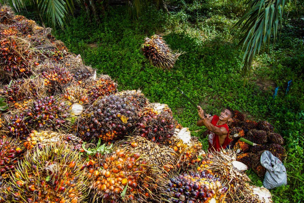 To reduce the burden of edible oil imports, the government plans to plant oil palm on 6.50 lakh hectares in 14 states over the next five years.