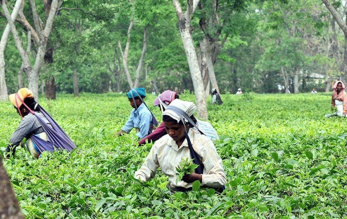 Blenders’ Active Participation Increases CTC Dust Sales in Coonoor Tea ...