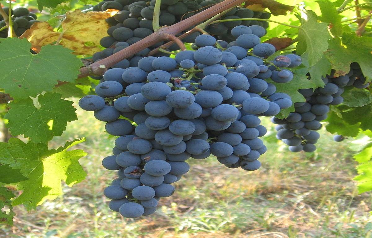 Carmenere