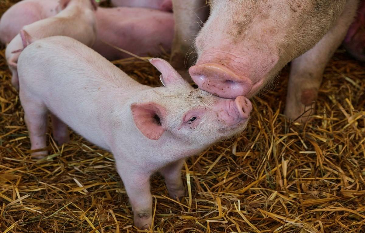 To protect pigs from the outer elements, prevent disease, manage parasites, and conserve labor, appropriate housing and equipment are crucial.