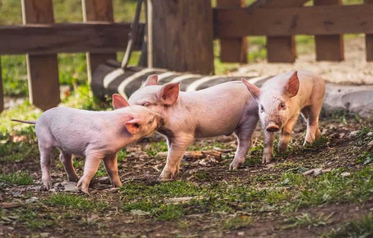 Pig Farming: Common Mistakes to Avoid While Raising Pigs