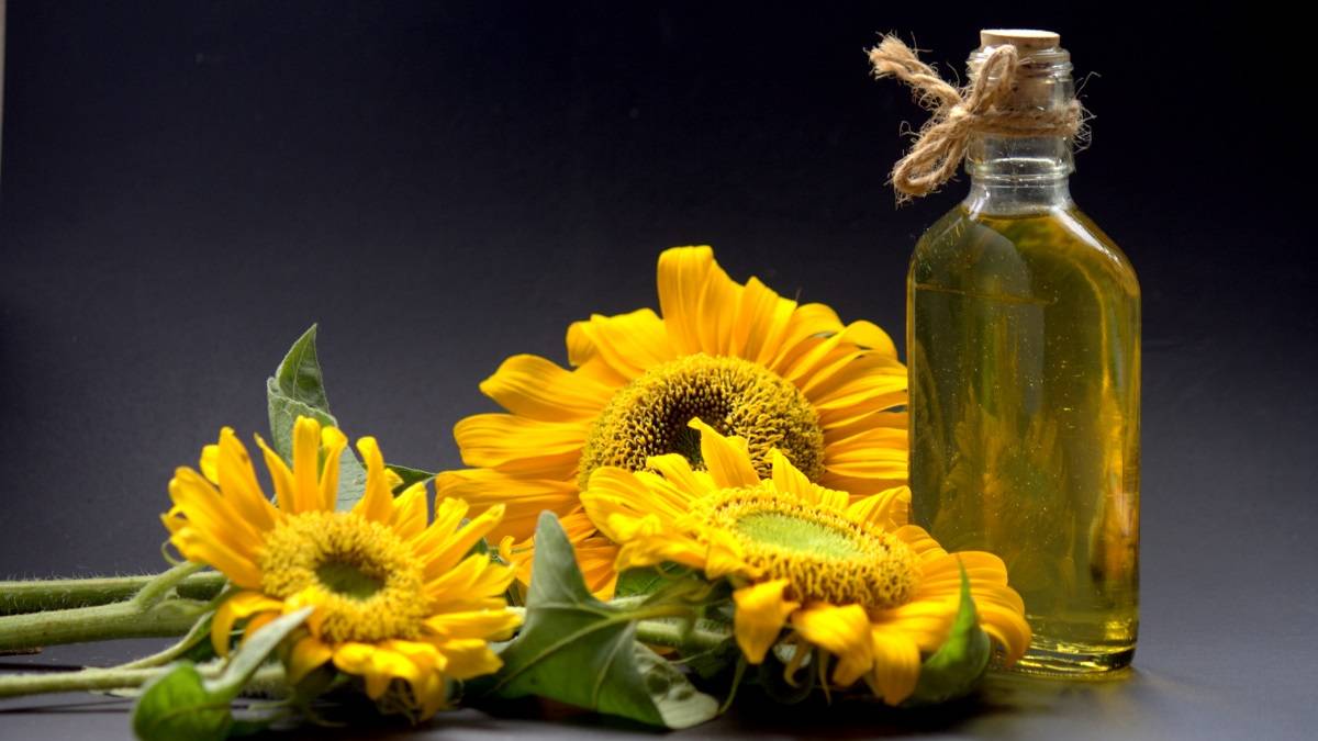 Sunflower Oil