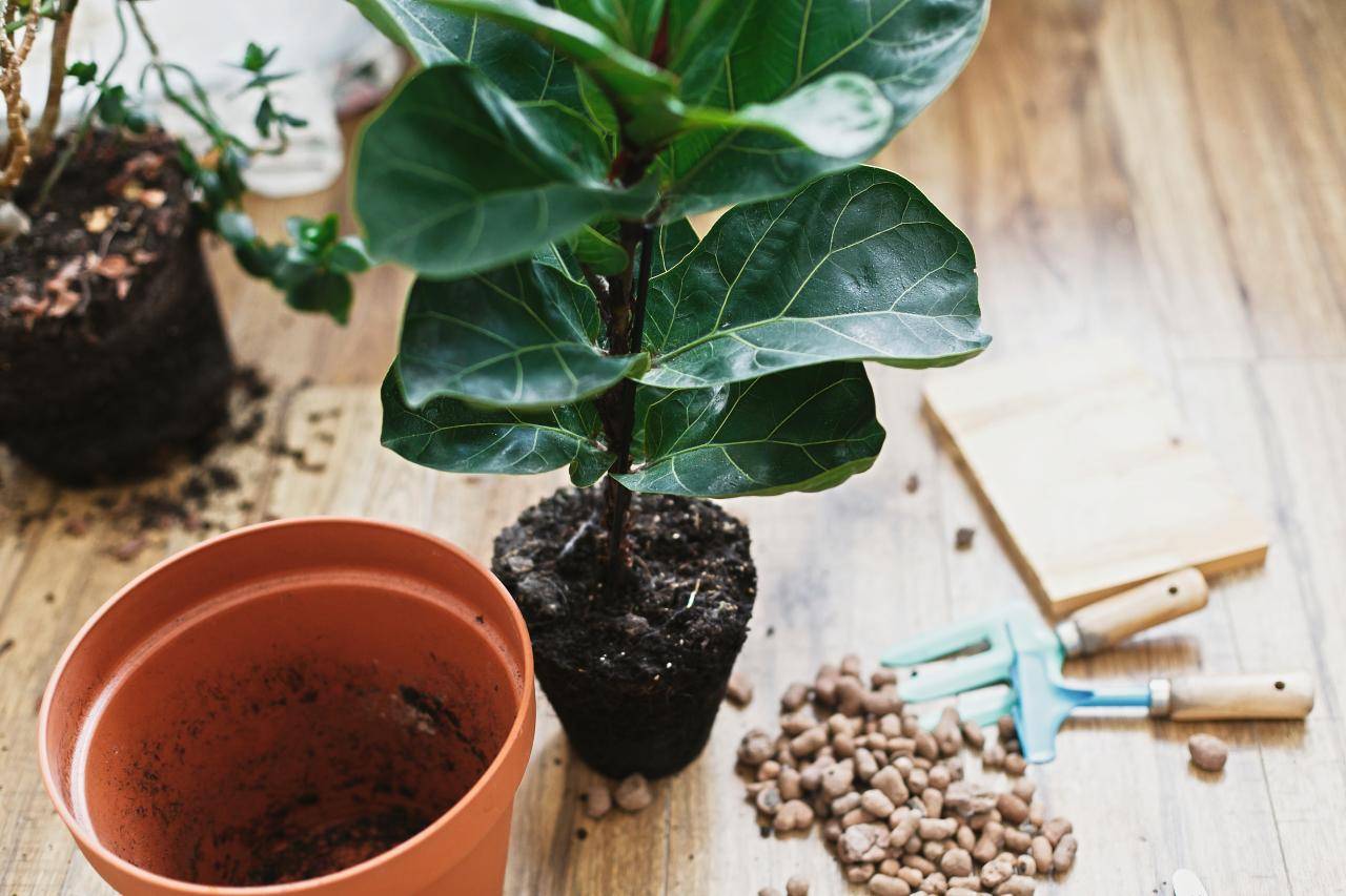 Fiddle leaf figs can grow many feet each year if properly cared for. At home, these common houseplants can reach up to 6 feet or more.