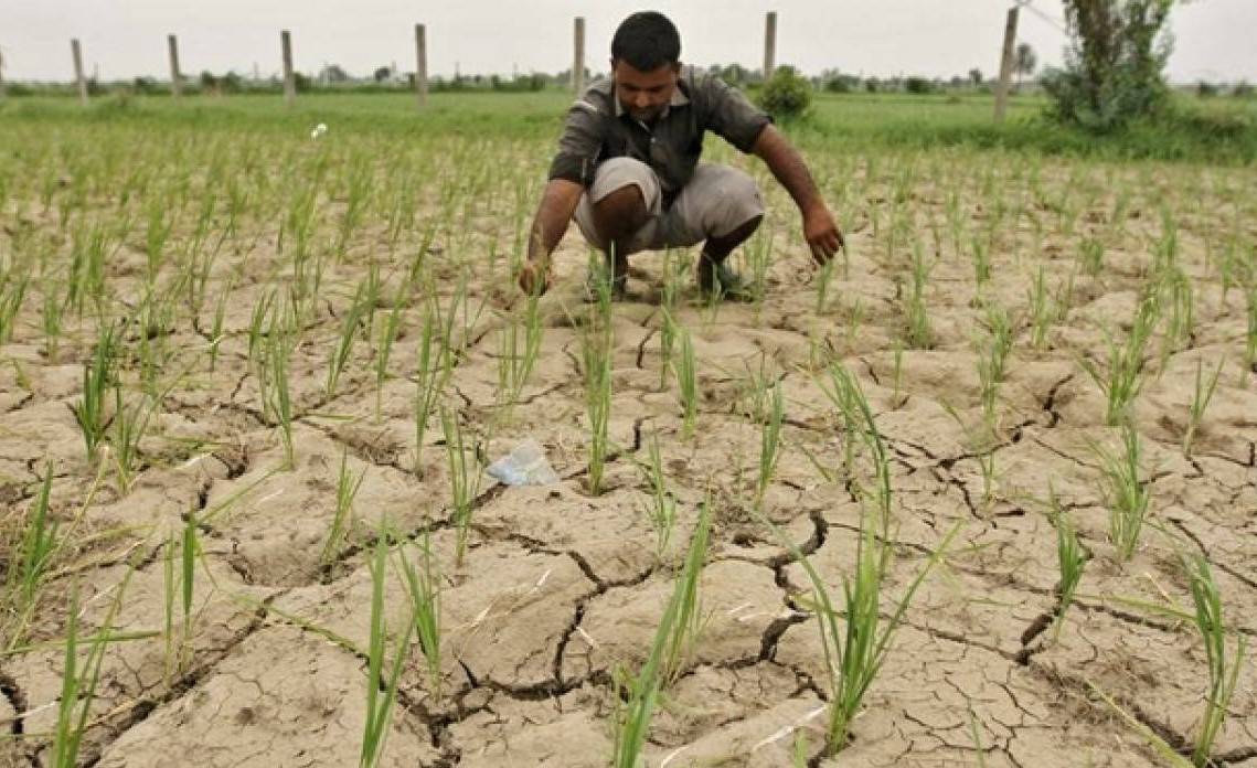 Lack of rain has had a negative impact on non-irrigated areas, and if the situation continues, the crops could suffer massive damage.