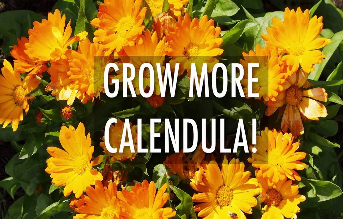 Calendula plants planted in containers provide color to group pots or offer stand-alone golden splendor.