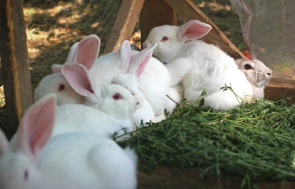 Rabbit farmers should establish whether the rabbits are being bred for meat, wool, pelts, or manure