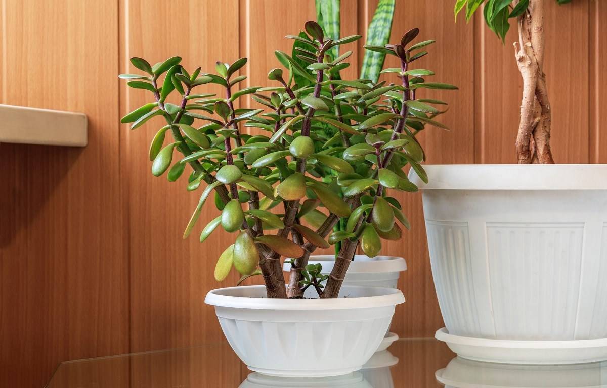 The jade plant is a plant native to South Africa