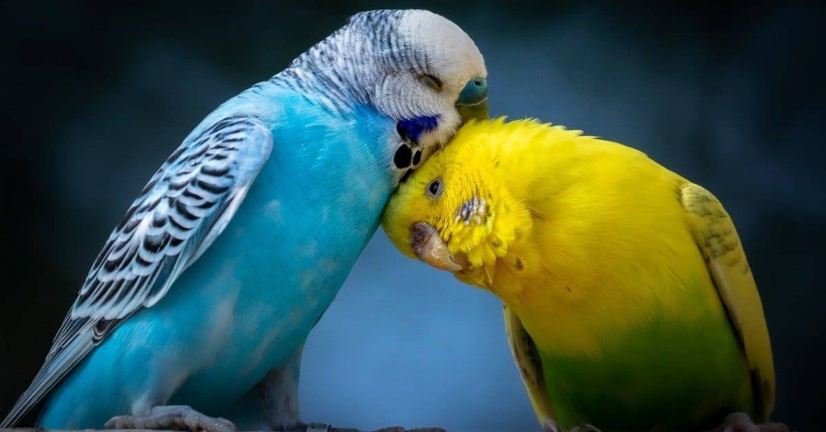 Considering Adding Feathered Friends to Your Life? Here's A List Of 6  Amazing Pet Birds for You