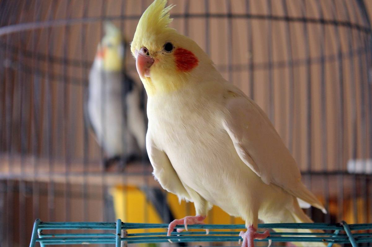 Cockatiels