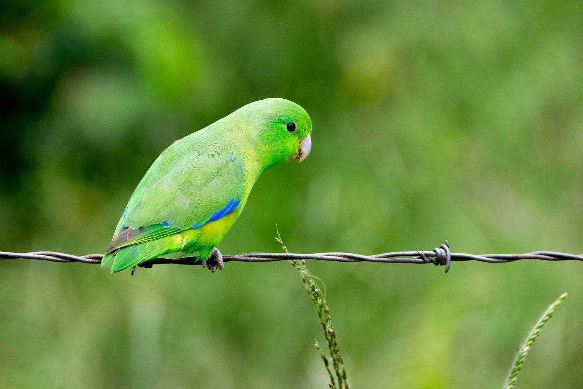 Parrotlets