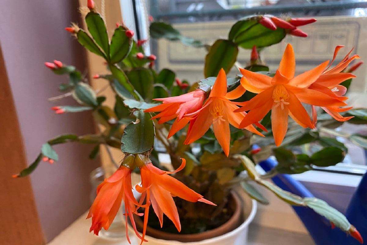 How to Grow Easter Cactus at Home: The Complete Care Guide