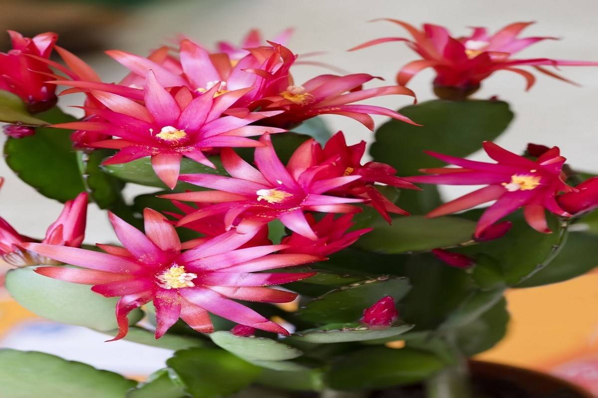 how-to-grow-easter-cactus-at-home-the-complete-care-guide