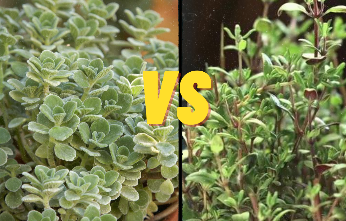 Image of Thyme and oregano