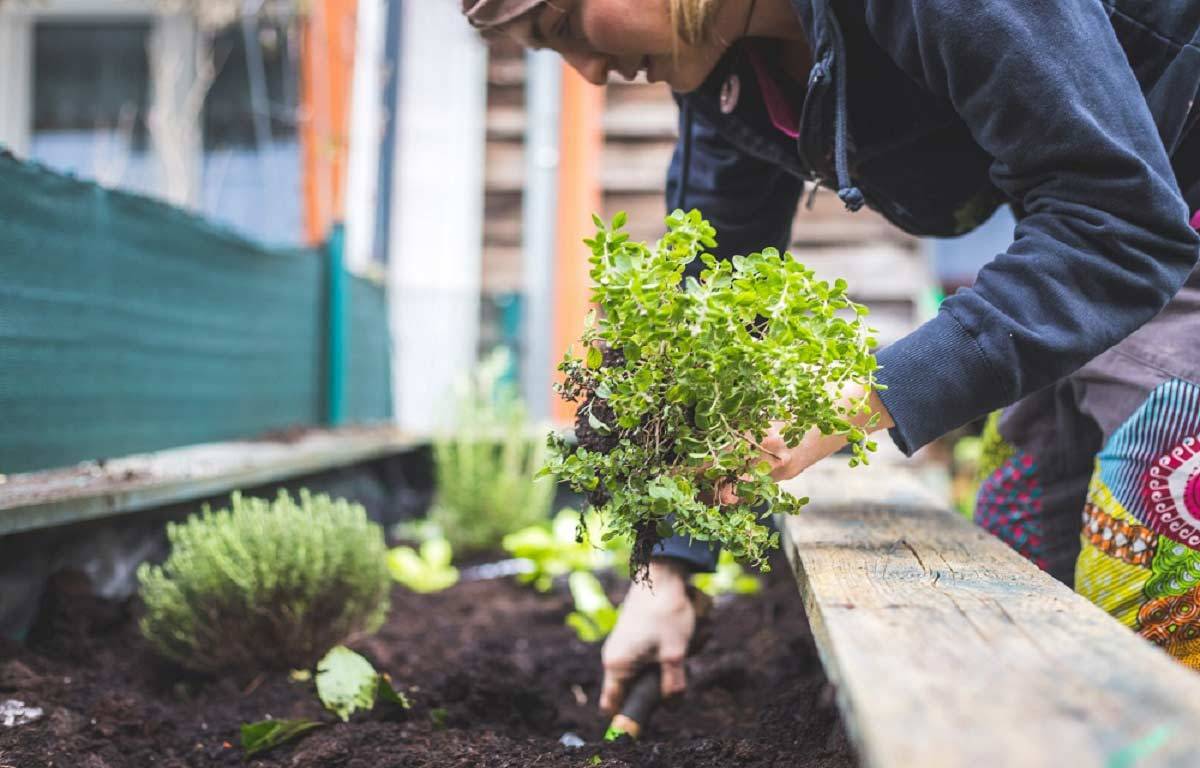 How to Grow your own Vegetables