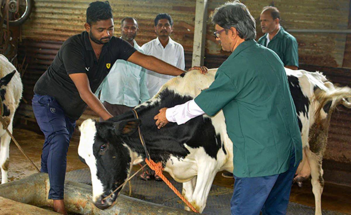 The Lumpy Skin Disease was first reported in India in 2019, with the state of Odisha reporting the first case.