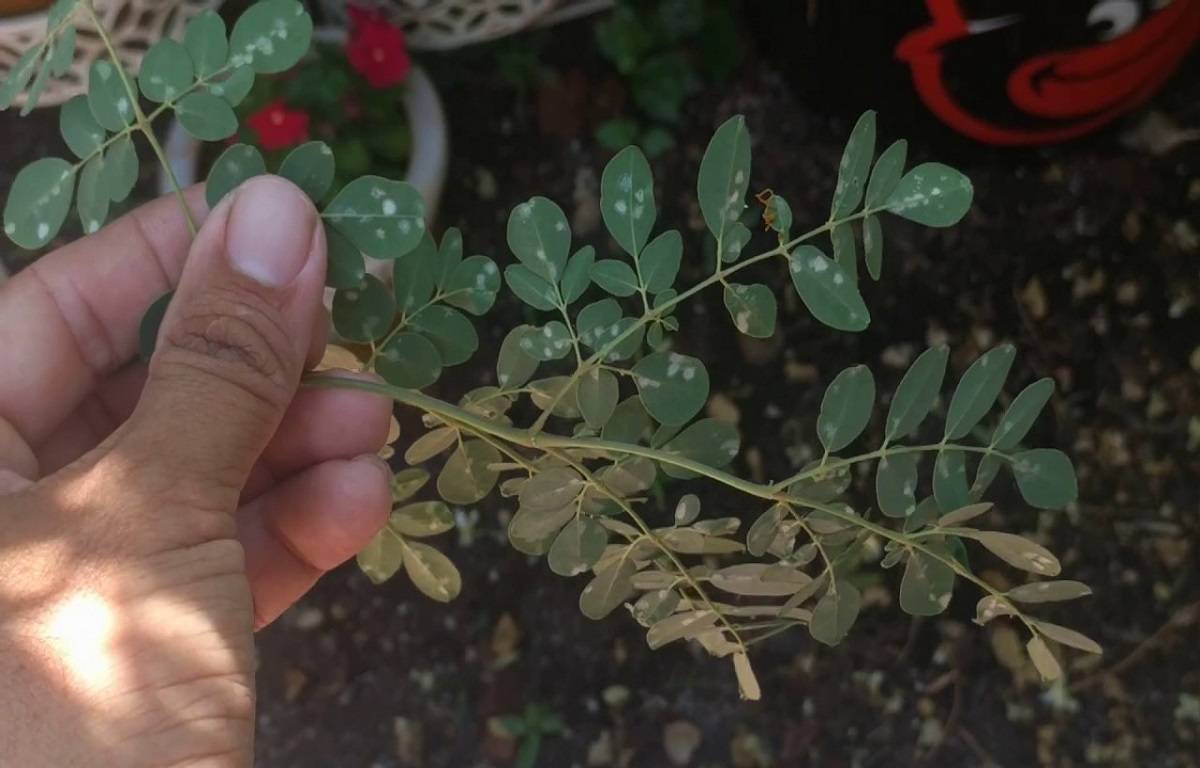 Here's a list of different pests and diseases that the moringa plant has to deal with, along with ways to control and prevent them.