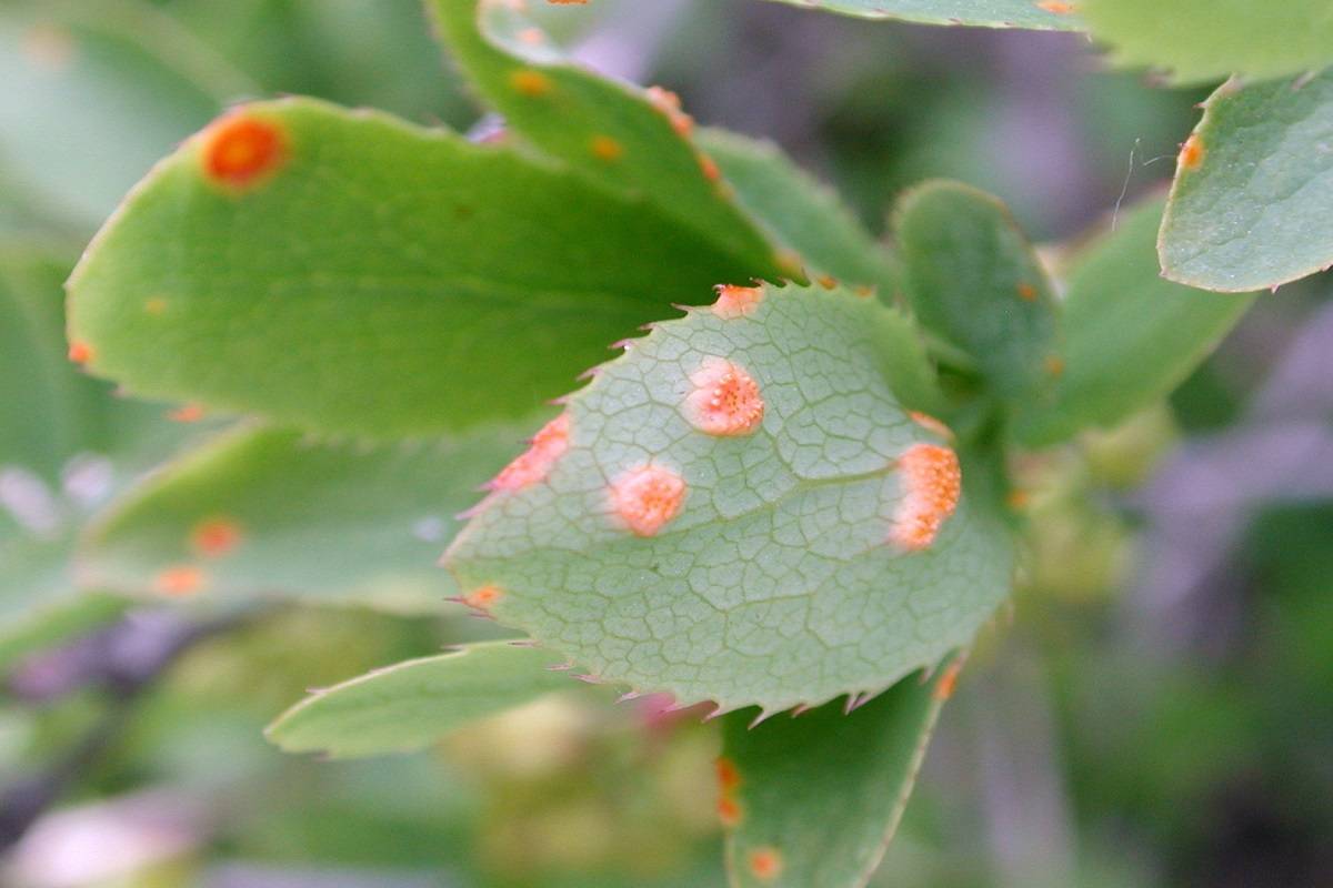 Chickpea's rust