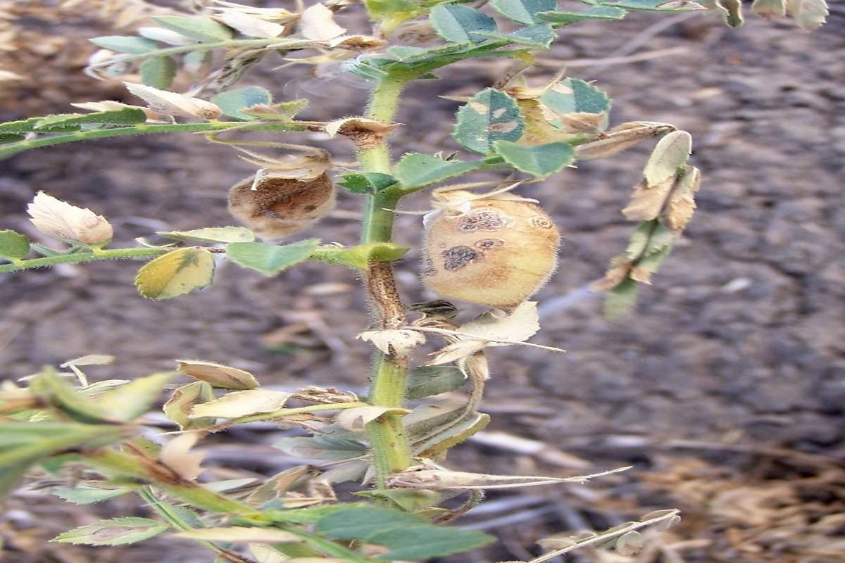 Chickpea Ascochyta Blight Diseases