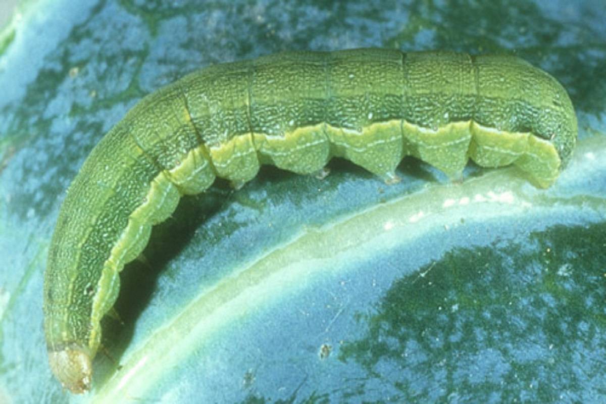 Beet armyworm (Spodoptera exigua)