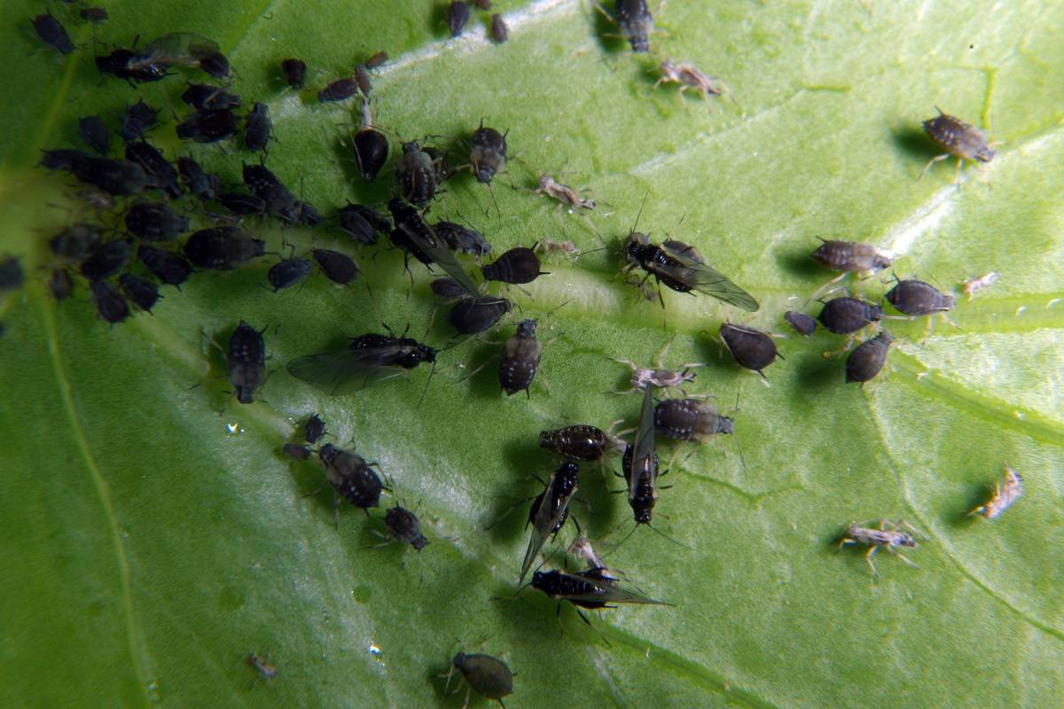 Black aphid (Aphis craccivora)