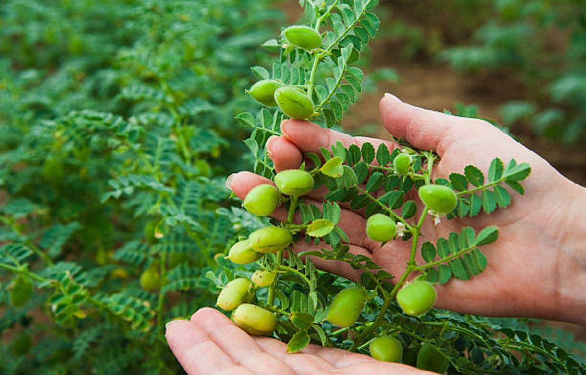 In India, Punjab, Madhya Pradesh, Rajasthan, Uttar Pradesh, Haryana, and Maharashtra are the main chickpeas-producing states