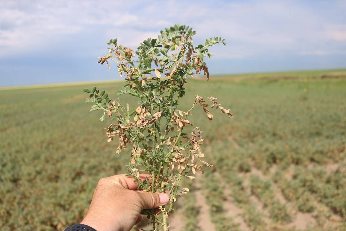 chickpea-cultivation-major-pests-diseases-and-its-management