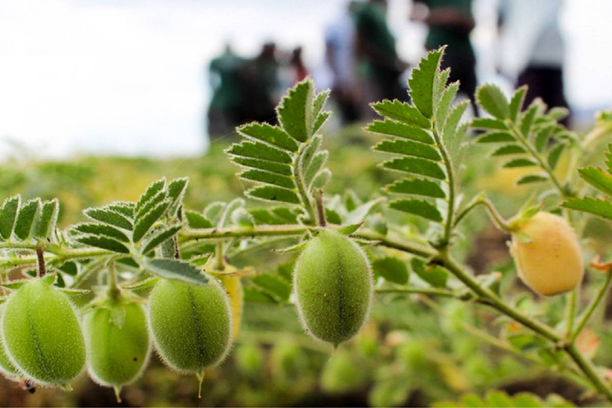 chickpea-cultivation-major-pests-diseases-and-its-management