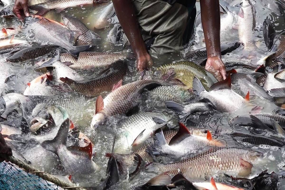 9-most-common-mistakes-you-must-avoid-in-fish-farming