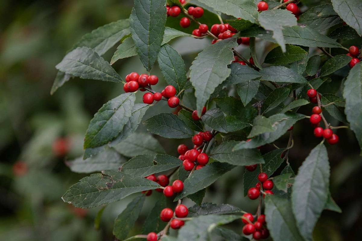 Winterberry Holly Plants