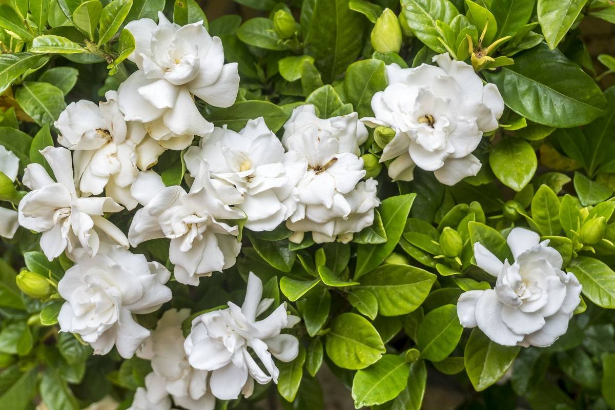 Fragrant Night Flowering Plants