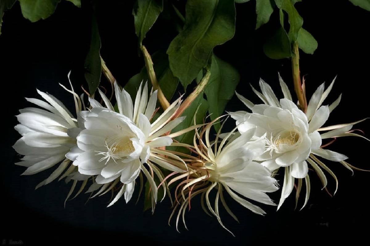 Dutchman’s pipe cactus