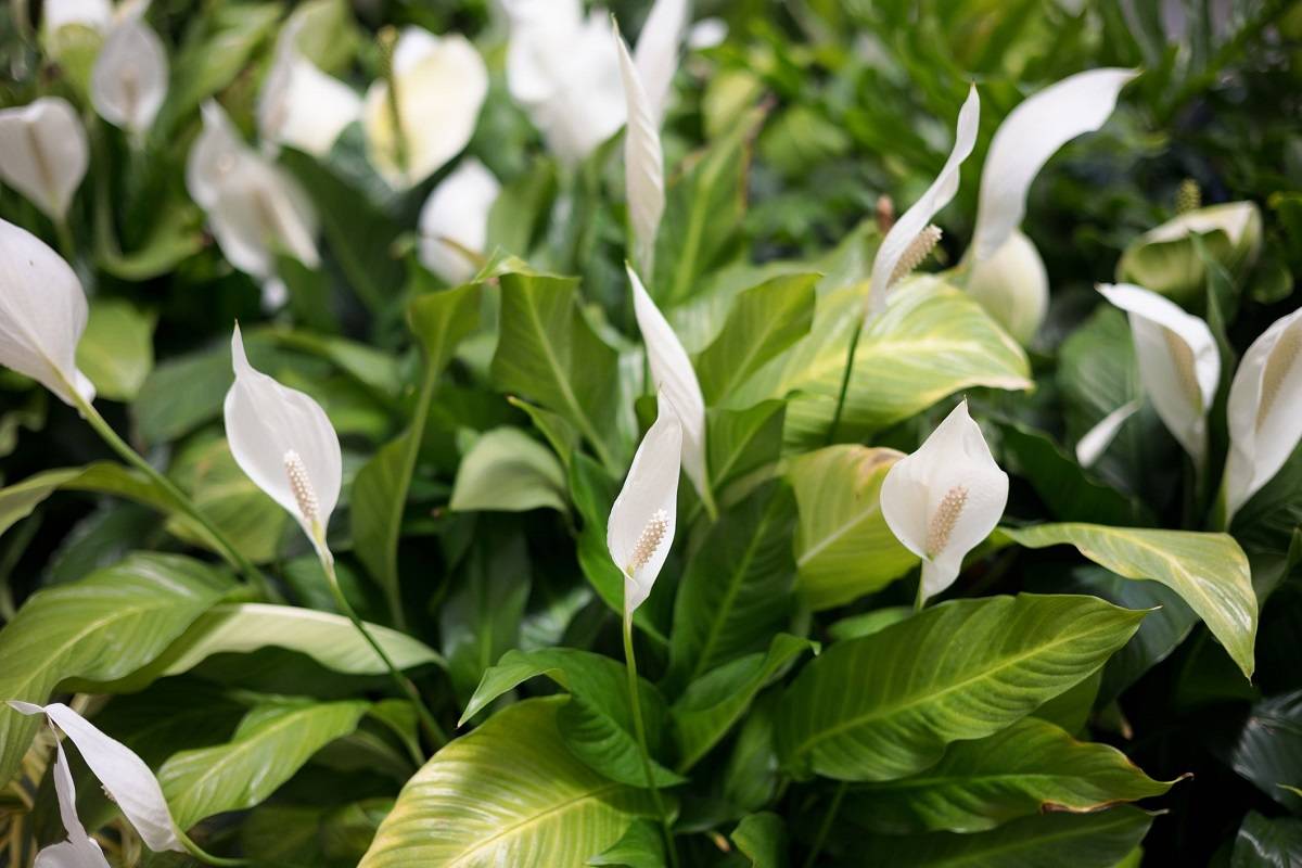 Peace lily