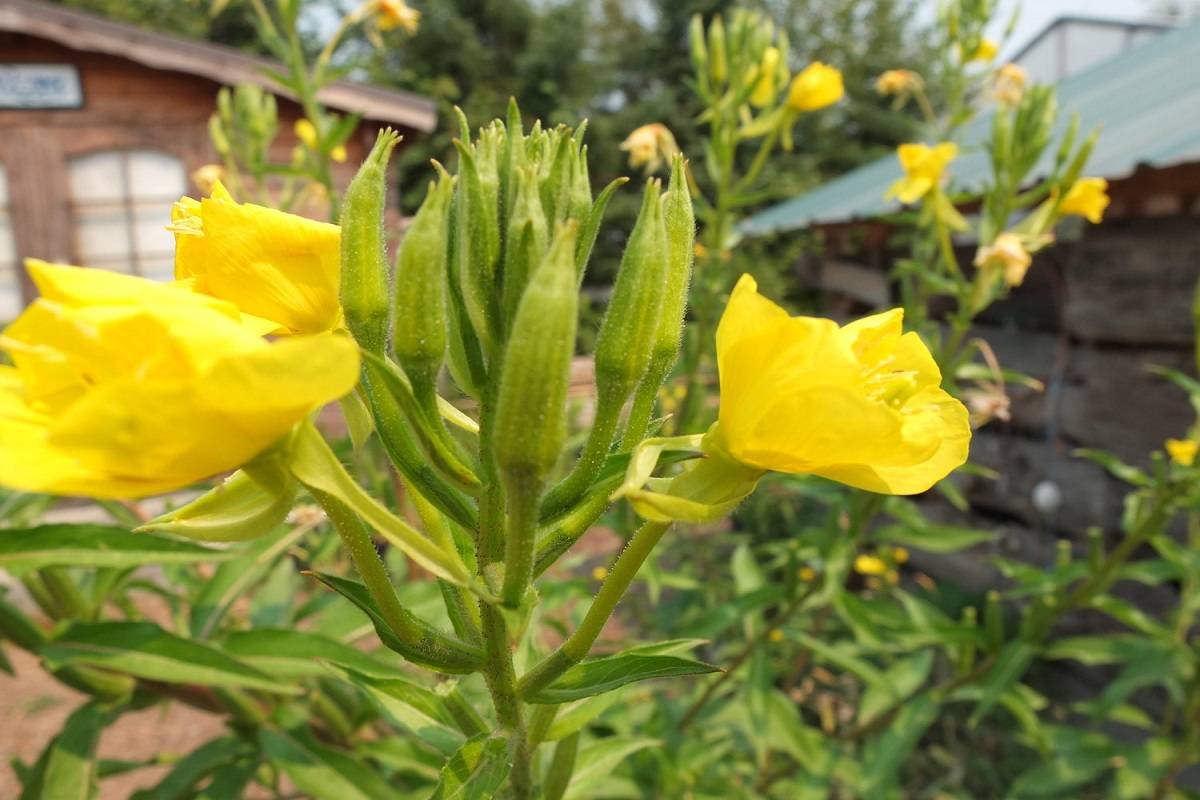 Evening Primrose