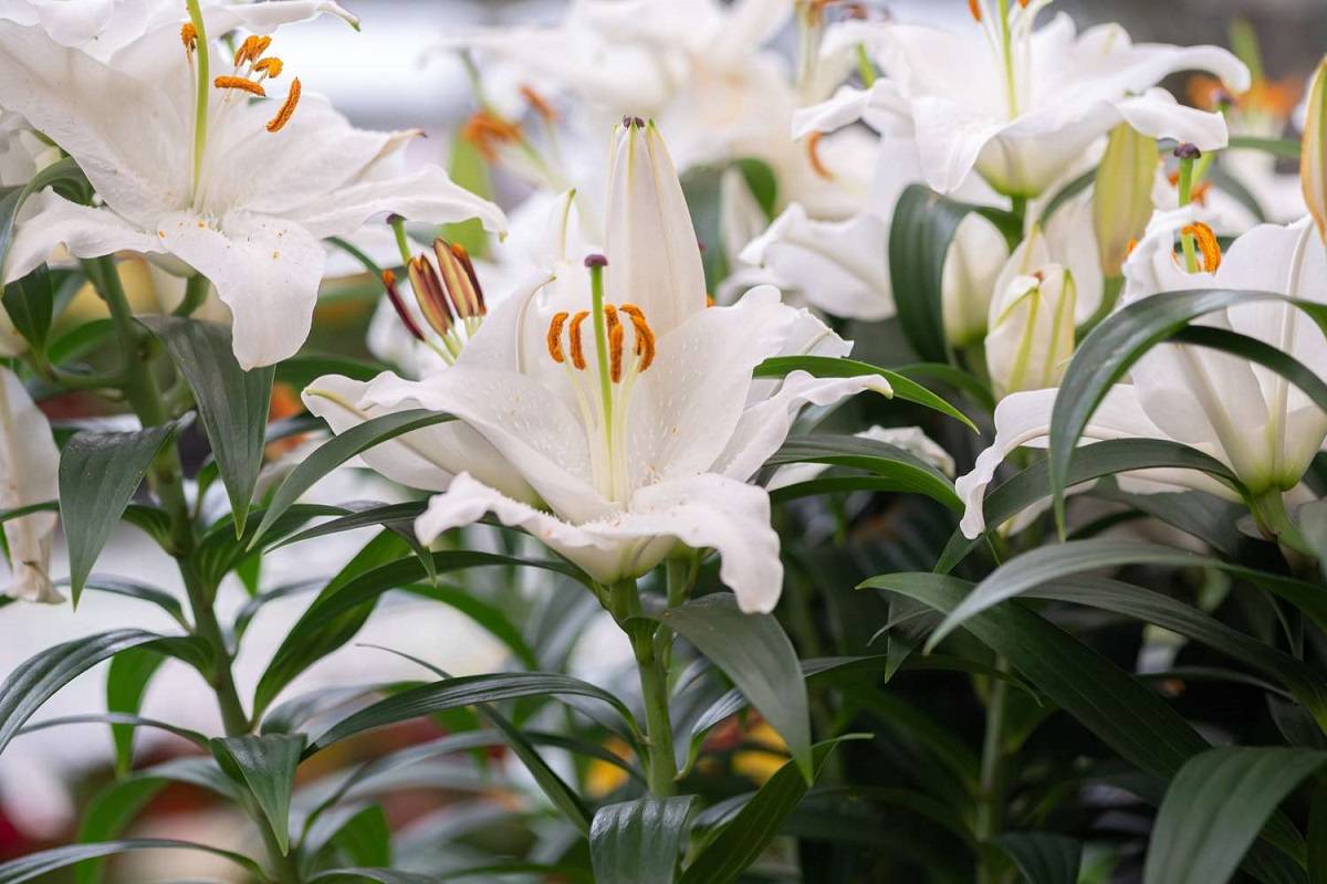 Lilium ‘Casa Blanca’